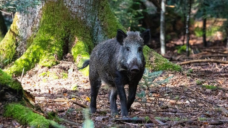 Ein Wildschwein im Wald | Richtiges Verhalten bei Begegnung mit Wildschweinen