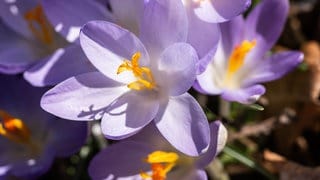 Blühende Krokusse bei Sonnenschein. | SWR1 Bilderaktion: Fürhling 2025