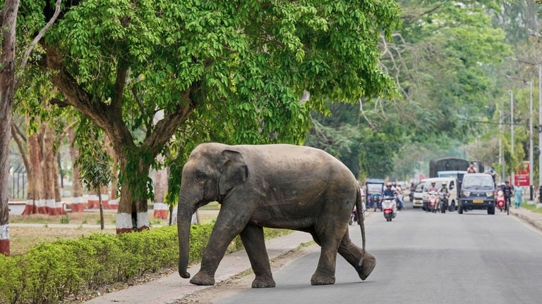 11. April: Dumbo auf Abwegen! Einmal falsch abgebogen und schon trabt dieser Elefant aus dem Amchang-Wildreservat mitten durch deine Straße. Voraussetzung, du lebst in Indien. Wir hoffen, Dumbo hat etwas zu fressen gefunden und euren Vorgarten verschont. (Foto: picture-alliance / Reportdienste, picture alliance/dpa/AP | Anupam Nath) 11. April: Dumbo auf Abwegen! Einmal falsch abgebogen und schon trabt dieser Elefant aus dem Amchang-Wildreservat mitten durch deine Straße. Voraussetzung, du lebst in Indien. Wir hoffen, Dumbo hat etwas zu fressen gefunden und euren Vorgarten verschont.