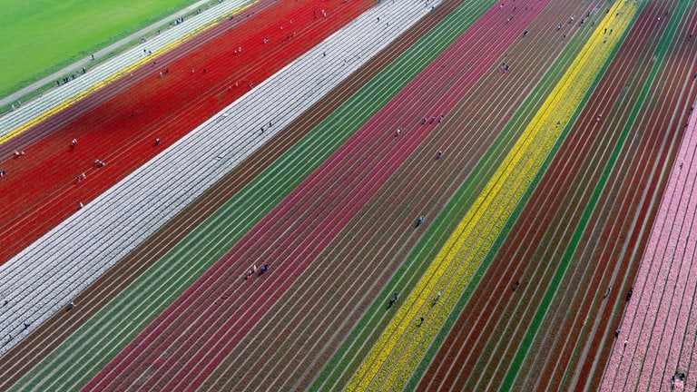 22. April: In Gifhorn, Niedersachsen, verwandeln rund 40 Millionen Tulpen ein Feld in ein farbenfrohes Blütenmeer. Der Betrieb gilt als größter Tulpenzwiebelvermehrer Deutschlands. Normalerweise ist das Betreten verboten, doch am vergangenen Ostermontag durften Besucher ausnahmsweise über das Tulpenfeld spazieren. Lange dauert das Spektakel nicht mehr: Bald werden die Blütenköpfe abgemäht und die Zwiebeln gehen anschließend in die Niederlande. (Foto: picture-alliance / Reportdienste, picture alliance/dpa | Michael Matthey) 22. April: In Gifhorn, Niedersachsen, verwandeln rund 40 Millionen Tulpen ein Feld in ein farbenfrohes Blütenmeer. Der Betrieb gilt als größter Tulpenzwiebelvermehrer Deutschlands. Normalerweise ist das Betreten verboten, doch am vergangenen Ostermontag durften Besucher ausnahmsweise über das Tulpenfeld spazieren. Lange dauert das Spektakel nicht mehr: Bald werden die Blütenköpfe abgemäht und die Zwiebeln gehen anschließend in die Niederlande.