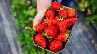 Erdbeer-Check: Heimisch, aromatisch, nachhaltig?