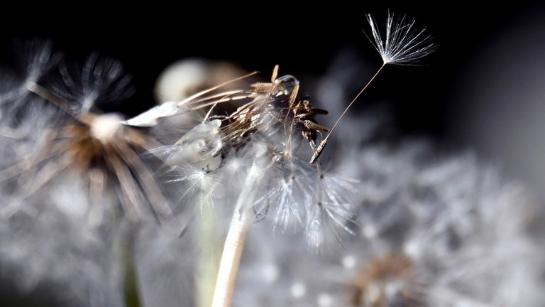 29. April: In diesen Tagen lösen sich die Flugsamen des Löwenzahns wieder. Schon jetzt sind vielerorts die Wiesen mehr weiß als grün. Und da das Wetter über das erste Mai-Wochenende gut werden soll, kann das große weiße Fliegen beginnen. (Foto: picture-alliance / Reportdienste, picture alliance/dpa | Federico Gambarini) 29. April: In diesen Tagen lösen sich die Flugsamen des Löwenzahns wieder. Schon jetzt sind vielerorts die Wiesen mehr weiß als grün. Und da das Wetter über das erste Mai-Wochenende gut werden soll, kann das große weiße Fliegen beginnen.