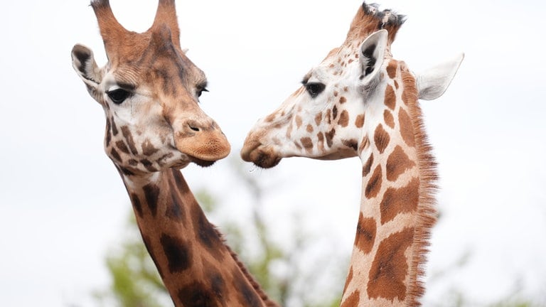 5. Mai: Tach auch! Die beiden Rothschildgiraffen Nonin und Sifa treffen gerade im Blair-Drummond-Safari-Park in Stirling zum ersten Mal aufeinander. Nonin, zuletzt in einem Park in Irland zu Hause, wurde aus Gründen der Arterhaltung nach Schottland umgesiedelt. Rothschildgiraffen kommen aus Ostafrika und sind an ihren fünf Hörnern und dem cremefarbenen Fell mit hellbraunen Flecken zu erkennen. Die Unterart gilt als bedroht. Gründe sind Lebensraumverlust und Wilderei. (Foto: picture-alliance / Reportdienste, picture alliance / empics | Andrew Milligan) 5. Mai: Tach auch! Die beiden Rothschildgiraffen Nonin und Sifa treffen gerade im Blair-Drummond-Safari-Park in Stirling zum ersten Mal aufeinander. Nonin, zuletzt in einem Park in Irland zu Hause, wurde aus Gründen der Arterhaltung nach Schottland umgesiedelt. Rothschildgiraffen kommen aus Ostafrika und sind an ihren fünf Hörnern und dem cremefarbenen Fell mit hellbraunen Flecken zu erkennen. Die Unterart gilt als bedroht. Gründe sind Lebensraumverlust und Wilderei.
