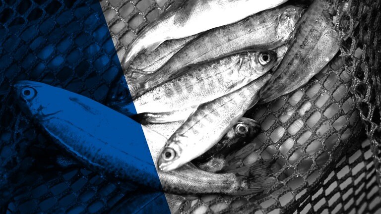 Fische werden aus dem Netz auf eine Truck geladen (Foto: ard-foto s1, dpa Andreas Fuhrmann)