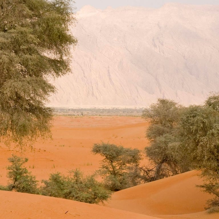Wüste in Al Ain - Abu Dhabi - United Arab Emirates (Foto: IMAGO, Ardea)