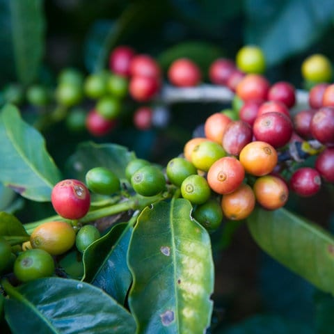 Kaffeestrauch in Brasilien (Foto: Luca Siermann)
