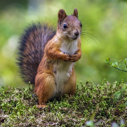 Eichhörnchen (Sciurus vulgaris) sitzt aufrecht auf Moos (Foto: IMAGO, xblickwinkel/McPHOTO/R.xMuellerx)