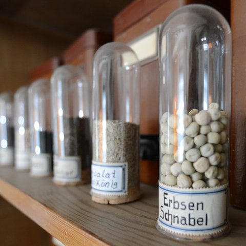 Erbsen im Glas: Verschiedene Samen in Gläsern in der nachgebauten Packstube eines Samenhändlersin im Samenhandelsmuseum im Gönninger Rathaus (Foto: picture-alliance / Reportdienste, picture alliance / dpa | Franziska Kraufmann)