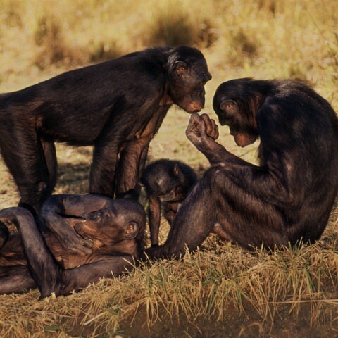 Bonobos (Foto: IMAGO, imago/Mint Images)