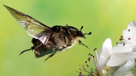 Goldglänzender Rosenkäfer (Cetonia aurata) fliegt (Foto: picture-alliance / Reportdienste, picture alliance / imageBROKER | André Skonieczny) Goldglänzender Rosenkäfer (Cetonia aurata) fliegt