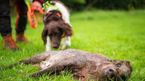 Ein Suchhund bei einem toten Wildschwein (Foto: dpa Bildfunk, Sina Schuldt)