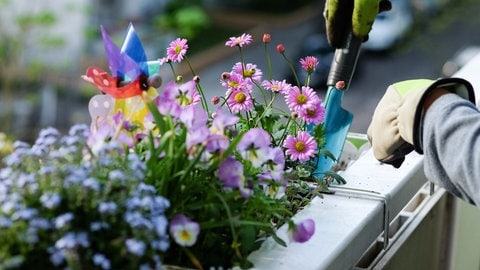 Bunte Blumen lassen einen Balkon erst so richtig leuchten. (Foto: picture-alliance / Reportdienste, dpa/dpa-Zentralbild | Jens Kalaene) Bunte Blumen lassen einen Balkon erst so richtig leuchten.