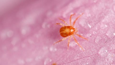 Grasmilbe (auch Erntemilbe oder Herbstmilbe): Nahaufnahme des Spinnentiers. Die Bisse seiner Larven können einen starken Juckreiz hervorrufen. (Foto: IMAGO, Nature Picture Library)