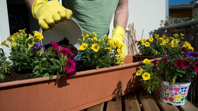 Balkon fit für den Frühling machen: Jemand mit gelben Gummihandschuhen bestückt einen Blumenkasten mit blühenden Pflanzen. (Foto: picture-alliance / Reportdienste, Picture Alliance)
