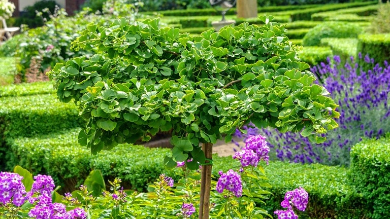 Der Zwergmädchenhaarbaum oder Ginko-Baum in einer grünen Gartenanlage  (Foto: picture-alliance / Reportdienste, picture alliance / blickwinkel/McPHOTO/H.-R. Muelle | McPHOTO/H.-R. Mueller)