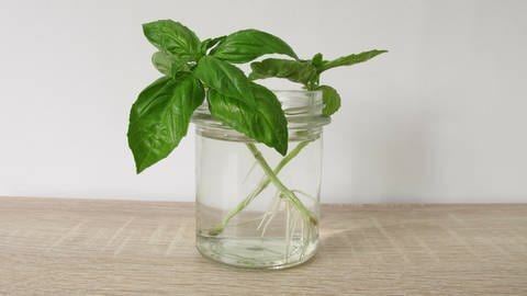 Pflanzen vermehren: Ein Steckling einer Basilikum-Pflanze treibt Wurzeln in einem Wasserglas aus.