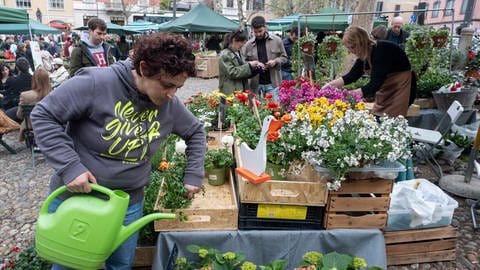 Pflanzen richtig vermehren: Eine Frau gießt ihre Blumen an einem Blumenstand auf dem Wochenmarkt.