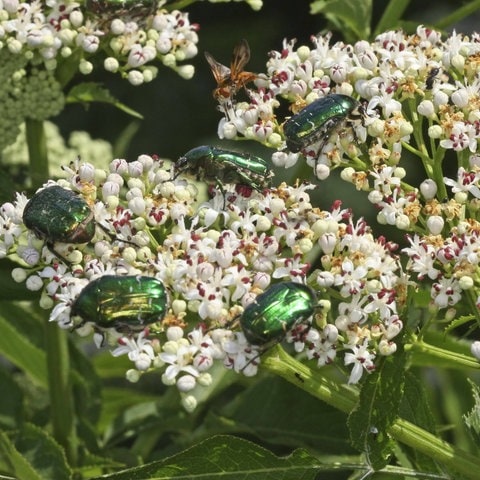 Goldglänzender Rosenkäfer (Cetonia aurata): Mehrere Insekten sitzen auf Attich-Blüten (Foto: IMAGO, blickwinkel) Goldglänzender Rosenkäfer (Cetonia aurata): Mehrere Insekten sitzen auf Attich-Blüten