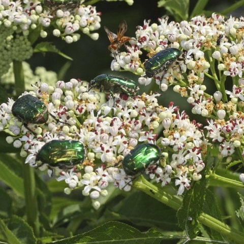 Goldglänzender Rosenkäfer (Cetonia aurata): Mehrere Insekten sitzen auf Attich-Blüten  (Foto: IMAGO, blickwinkel)