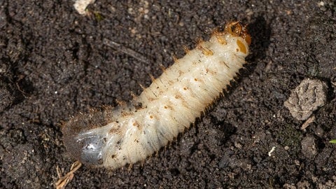 Goldglänzender Rosenkäfer (Cetonia aurata): Käferlarve (Engerling) liegt auf dem Rücken (Foto: picture-alliance / Reportdienste, blickwinkel/A. Hartl) Goldglänzender Rosenkäfer (Cetonia aurata): Käferlarve (Engerling) liegt auf dem Rücken