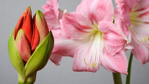 Halb offene rote Amaryllis-Blüte und offene rosane Blüten der Amaryllis.