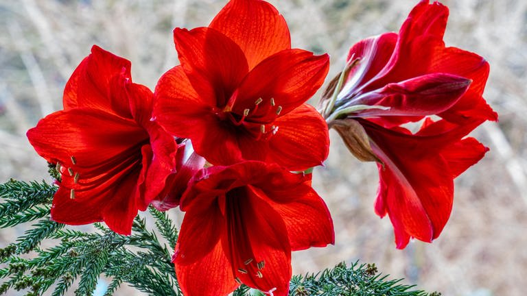 Rote Amaryllis-Blüten mit Details von Blütenstempeln und Pollen.