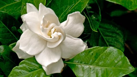 Die Gardenie ist eine duftende Zimmerpflanze. (Foto: picture-alliance / Reportdienste, picture alliance / WILDLIFE | WILDLIFE/D.Harms)
