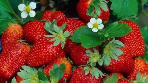 Erdbeeren anbauen und ernten: gepflückte, rote Erdbeeren auf einem Haufen mit Erdbeerblüten. (Foto: dpa Bildfunk, picture alliance / blickwinkel/W. Layer | W. Layer)