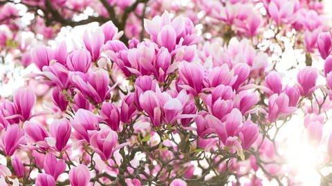 Magnolie: Der Baum mit rosa Blüten.