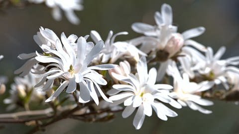 Eine blühende Sternmagnolie (Magnolia stellata) mit den zarten weißen, sternförmigen Blütenblättern.