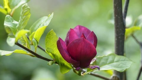Magnolie: Die Tulpenmagnolie "Genie" mit kräftig roten Blüten.