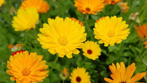 Sommerblumen säen: Ringelblumen (Calendula), die wunderschön blühen. (Foto: picture-alliance / Reportdienste, Zoonar | Manfred Ruckszio)