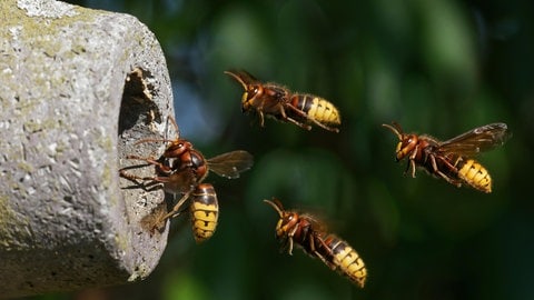 Insekten: Hornissen beim Anflug auf das Nest. Hornissen zählen zu den Wespen. (Foto: picture-alliance / Reportdienste, Zoonar | JUERGENLANDSHOEFT) Insekten: Hornissen beim Anflug auf das Nest. Hornissen zählen zu den Wespen.