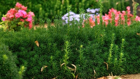 Beeteinfassung mit Pflanzen: Die Zwerg-Eibe umfasst ein Blumenbeet  (Foto: picture-alliance / Reportdienste, picture alliance / blickwinkel/McPHOTO/H.-R. Muelle | McPHOTO/H.-R. Mueller)