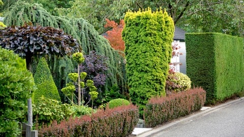 Beeteinfassung mit Pflanzen: Ein grüner Vorgarten ist mit einer niedrigen Hecke umrandet (Foto: picture-alliance / Reportdienste, picture alliance / Bildagentur-online/McPhoto-Muell | Bildagentur-online/McPhoto-Mueller)