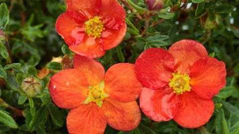 Beeteinfassung mit Pflanzen: Der Fünffingerstrauch "Red Ace" mit seinen orangenfarbenen Blüten (Foto: picture-alliance / Reportdienste, picture alliance / imageBROKER | Richard Becker/FLPA) Beeteinfassung mit Pflanzen: Der Fünffingerstrauch "Red Ace" mit seinen orangenfarbenen Blüten