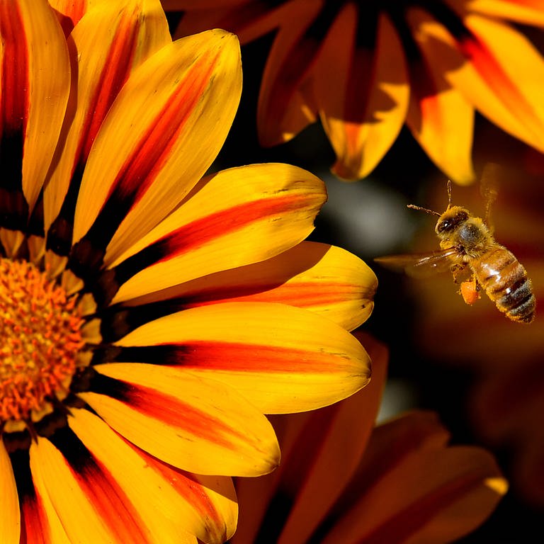 Sommerblumen: Eine blühende Gazanie mit einer Biene.