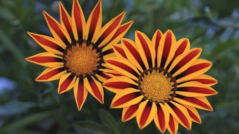 Sommerblumen: Gazanie auch Mittagsgold oder Mittagsblume genannt in kräftigen Farben.