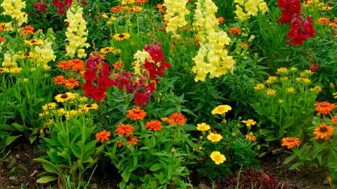 Sommerblumen: Ein Blumenbeet im Garten mit Löwenmäulchen und Zinnien.