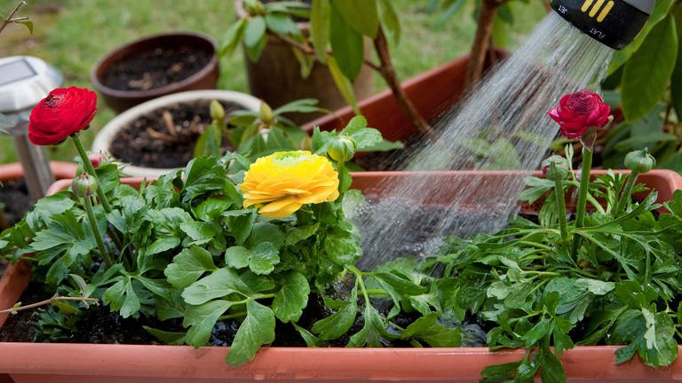 Bewässern von Pflanzen im Blumenkasten mit dem Gartenschlauch