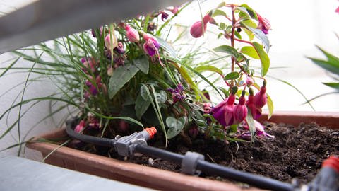 Ein System zum Bewässern von Pflanzen mit einem Schlauch und Düsen in einem Balkonkasten