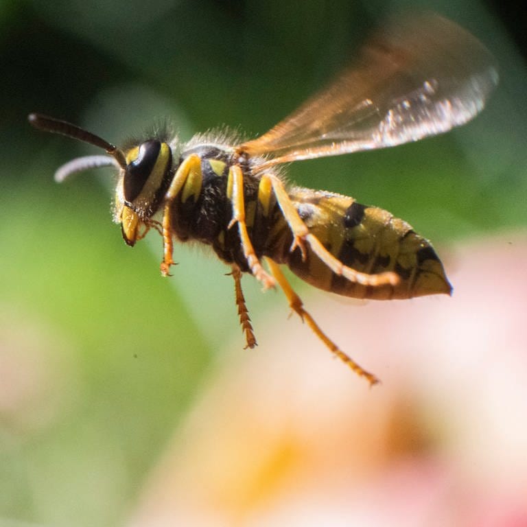 Wespen vertreiben und am Nestbau hindern: Eine Wespe im Flug (Foto: dpa Bildfunk, Picture Alliance)