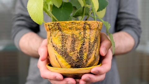 Minze im Topf wird als Geschenk überreicht: Die Triebe der Pflanze kann man problemlos im Garten abschneiden und einem Topf einpflanzen - etwa als Präsent für Freunde und Verwandte.