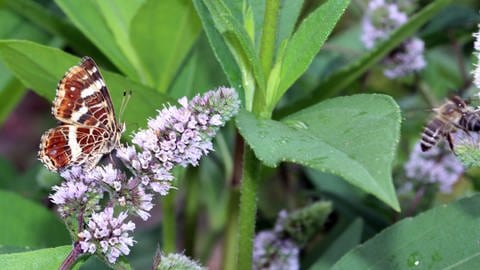 Bienen und Schmetterlinge sitzen auf einer blühenden Minze: Die Pflanze bietet im Garten in den Sommermonaten Insekten Nahrung. Sie lieben alle Sorten.