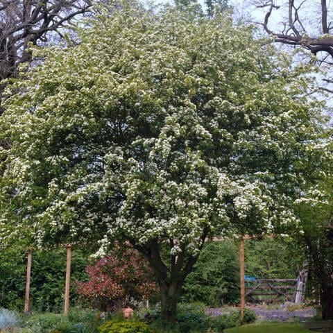 Ein Weißdorn im Garten: Der Baum steht im Frühjahr voller Blüte.