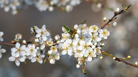 Ein Weißdorn in voller Blüte: Der Baum ist im Frühling eine wahre Pracht im Garten.
