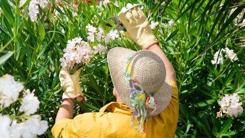 Oleander schneiden: Eine Frau mit einem Sommerhut schneidet mit einer Gartenschere Oleander zu. (Foto: picture-alliance / Reportdienste, Picture Alliance)