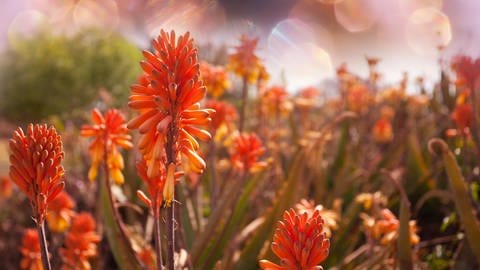 Aloe Vera – Zimmer- und Heilpflanze richtig pflegen: Die roten Blütenstauden einer Aloe Vera-Pflanze 