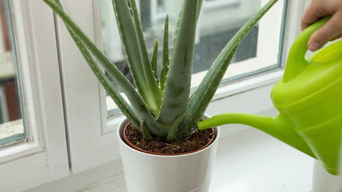 Aloe Vera: Zimmer- und Heilpflanze richtig pflegen: Eine kleine Aloe Vera-Pflanze wird mit einer grünen Gießkanne gegossen.
