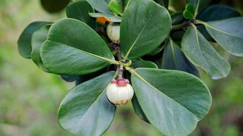 Die Clusia ist eine pflegeleichte Zimmerpflanze, die auch als Balsamapfel bekannt ist, da ihre Früchte an einen Apfel erinnern. (Foto: picture-alliance / Reportdienste, picture alliance / imageBROKER | Huetter, C.)